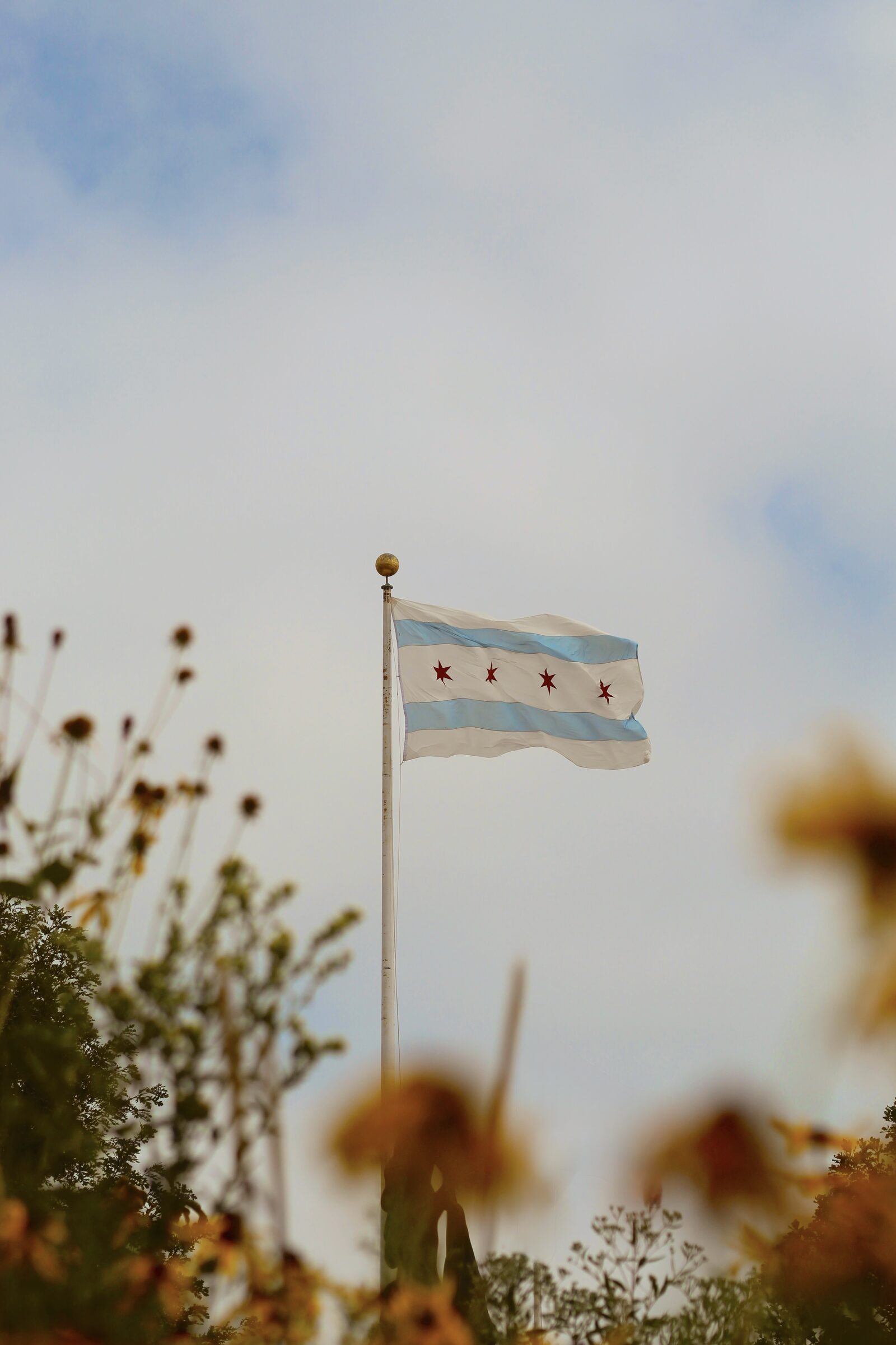 Chicago flag seen beyond soft foreground wildflowers