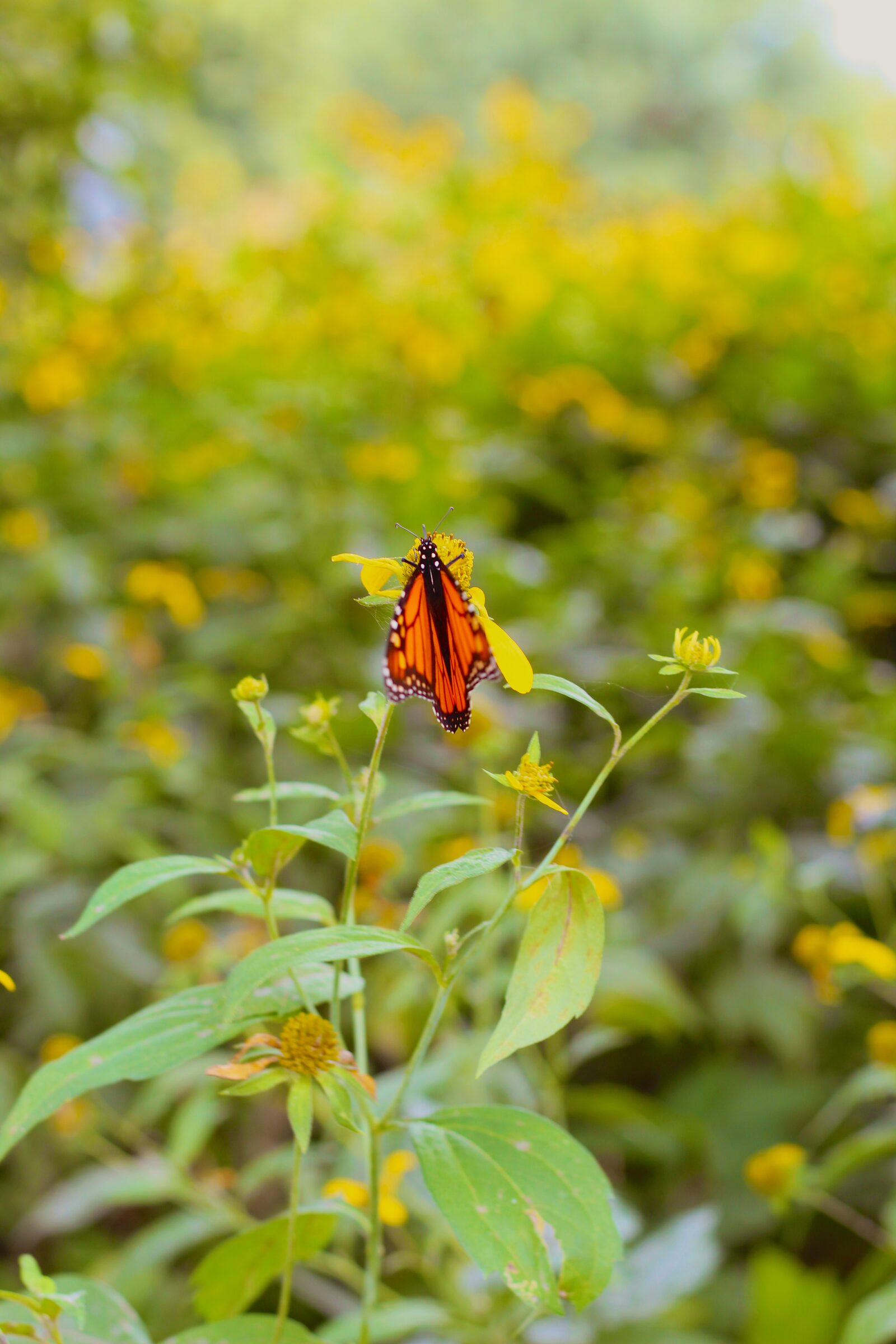 Monarch butterfly resting on yellow wildflowers