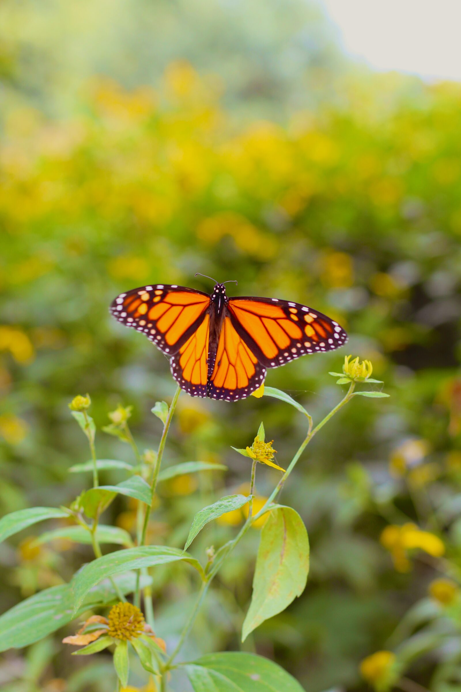 Monarch butterfly perched against a soft green garden background