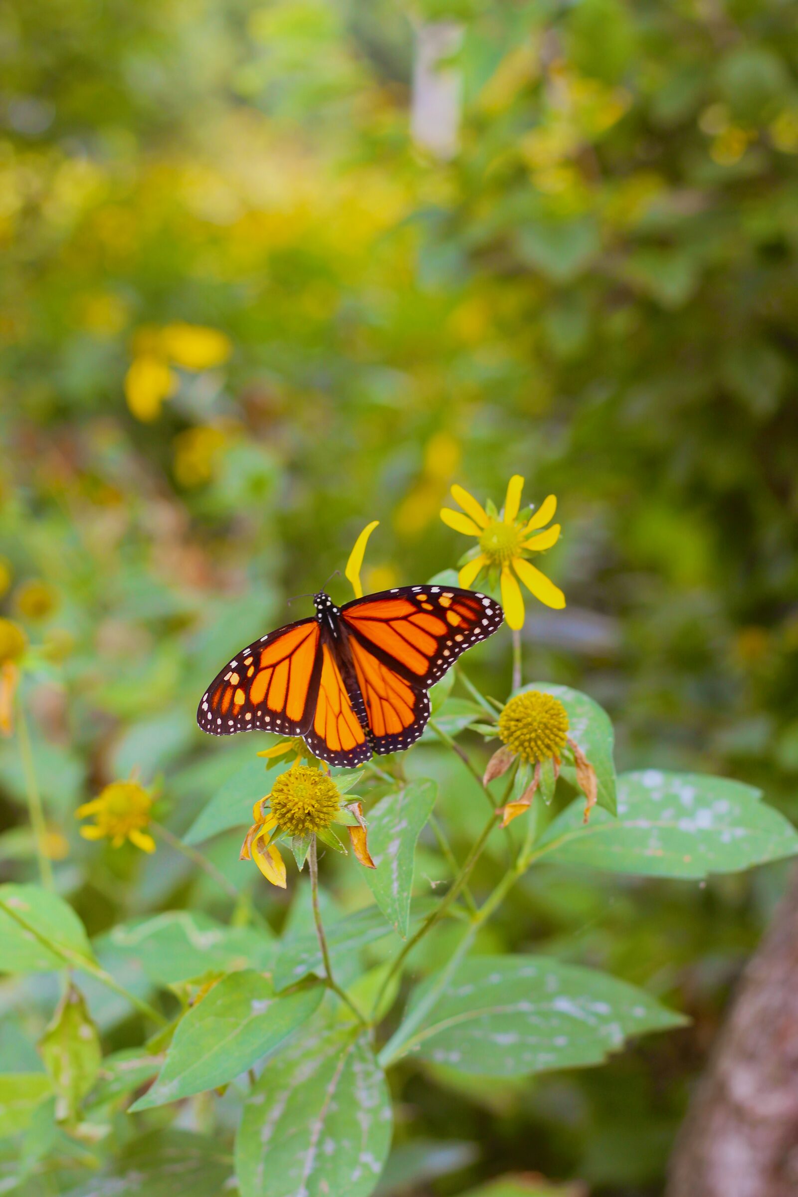 Monarch butterfly viewed from behind on a garden stem